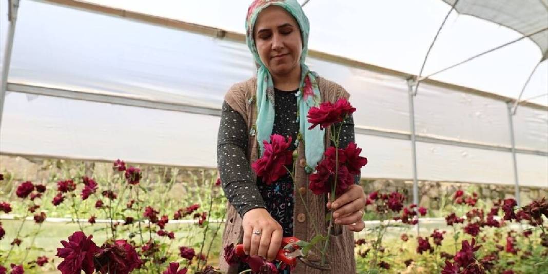 Yetiştiği toprağa sadık tek ürün! Tescilli ‘Karagülde’ hasat vakti 2